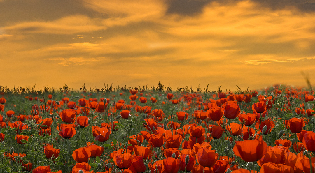 Photo by Dmitry Dotsenko