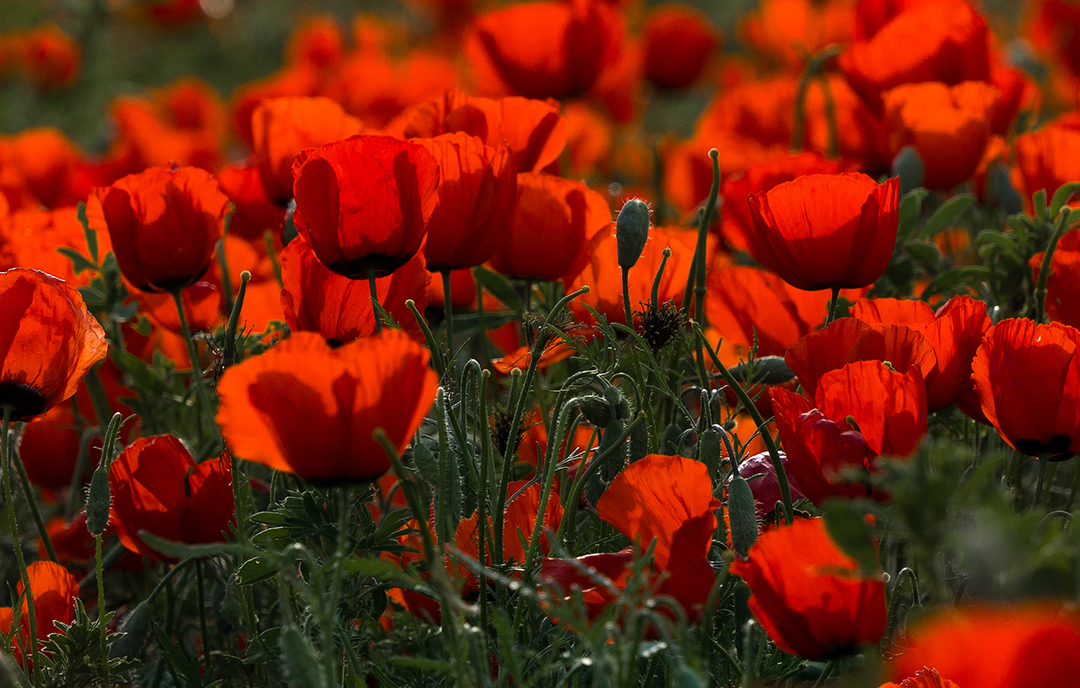 🌺 The Enchanting Poppy Bloom: A Fiery Sea of Scarlet Beauty